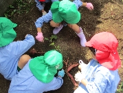 １０月１５日（水）　A組B組芋掘り